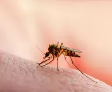 Nueva especie de mosquito tropical descubierta en Florida &quot;es preocupante&quot;, dice investigador