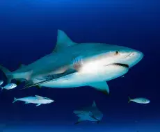 Tiburón causa graves heridas a adolescente cubano cerca de artemisa