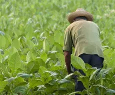 La agricultura cubana va en picada desde hace décadas