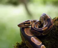 Invasión de serpientes pitón en Florida sería "imposible" de detener, dicen las autoridades