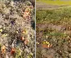 El agricultor compartió un video donde se ven los tomates podridos