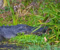 Tragedia en Florida: niño de 2 años desaparecido hallado muerto en la boca de un caimán