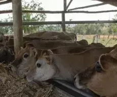 Vacas en Cuba