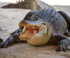 VIDEO: Enorme caimán ataca a cazadores en Florida