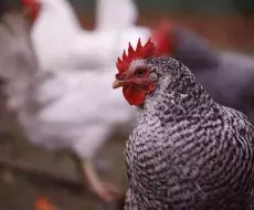Espeluznante caso: Violan y matan a 15 gallinas en una finca privada de España
