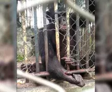 Animales en el Parque zoológico de Santiago de Cuba