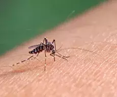 Aumentan casos de dengue en la Florida