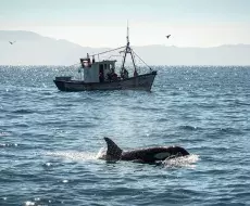 Hombre muere después de que ballena golpeara su embarcación en “extraño accidente”