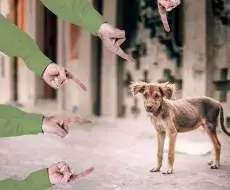 Perro callejero cubano