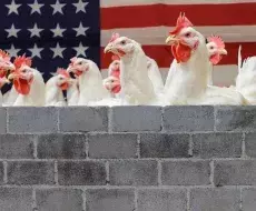 Pollos en Cuba