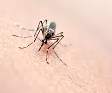 Aumentan los casos de dengue en Florida