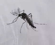 EE.UU. alerta de amenaza de dengue en el país tras dispararse los casos en el mundo