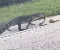 Video: caimán se pasea mientras devora a una serpiente