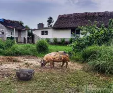 Imagen del campo cubano