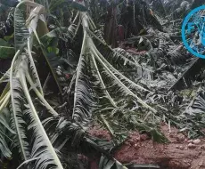 Donación de la FAO al régimen tras paso de Huracán en oriente cubano