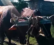 Los campesinos cubanos denuncian el robo de animales a plena luz del día