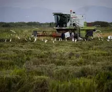 Cultivo de arroz en Cuba