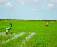 Cultivo de arroz en Cuba