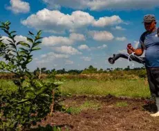 Naciones Unidas dona millones de dólares al régimen para la restauración productiva de tierras con marabú