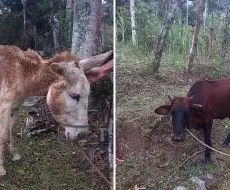 Animales que se llevaron de la finca de los Urquiola