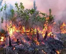 Reportan incendio de grandes proporciones en Pinar del Río