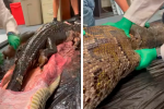IMPACTANTE: Sacan caimán de 5 pies del estómago de una enorme serpiente en Florida (Video)