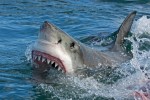 VIDEO: Niño de 12 años captura tiburón blanco de 700 libras en Florida 