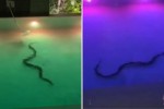 VIDEO: Enorme serpiente es vista nadando en piscina de hotel en Tailandia  
