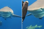 VIDEO: Tiburón con una enorme “sonrisa” se acerca a buzo que graba el increíble momento 