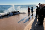 Orca de 21 pies muere tras quedarse varada en playa de la Florida