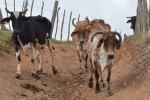 Aumentó en 2022 el índice de mortalidad en bovinos y terneros, debido a procesos de desnutrición