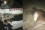 Ambulancia impacta contra vaca en Ciego de Ávila