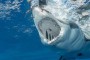 Tiburón mata a dos mujeres en el Mar Rojo
